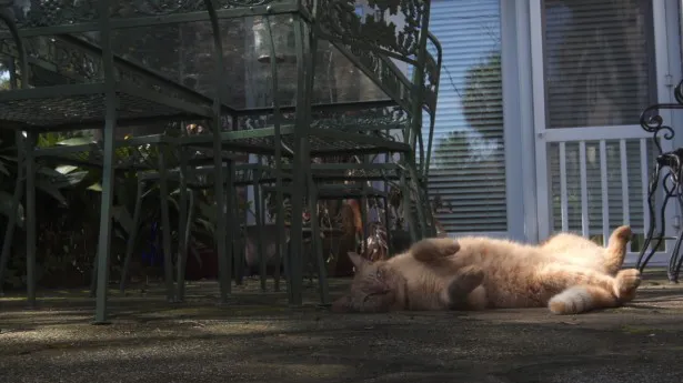 日陰で一休みするチャールストンのネコ
