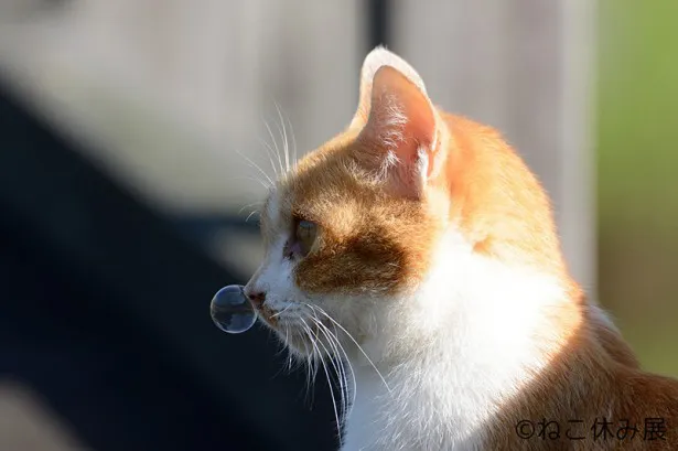 もふもふ感たっぷり！かわいい猫ちゃんに癒やされたい | WEBザテレビジョン