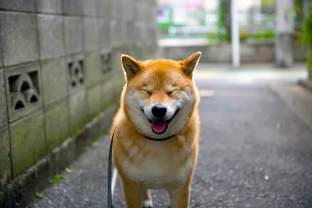 柴犬まる の日常を6時間コロきゅん生中継 Webザテレビジョン