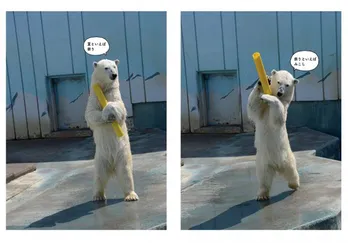 人間以上に人間らしい？ホッキョクグマ「ミルク」写真集