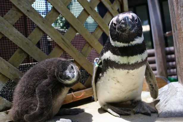 ペンギンの赤ちゃんのプールデビューまでの道のりを公開！