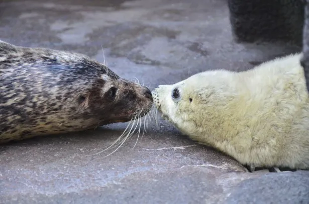 【写真を見る】ゴマフアザラシの親子の仲むつまじい姿に、癒されること間違いなし