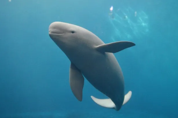 水族館での繁殖が難しいと言われるクジラの仲間、スナメリの赤ちゃんの感動秘話も！