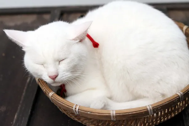 ツンデレ白猫に萌えまくり 白猫 黒猫の恋も必見だニャー 画像9 25 芸能ニュースならザテレビジョン