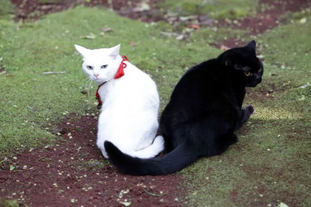 ツンデレ白猫に萌えまくり 白猫 黒猫の恋も必見だニャー Webザテレビジョン