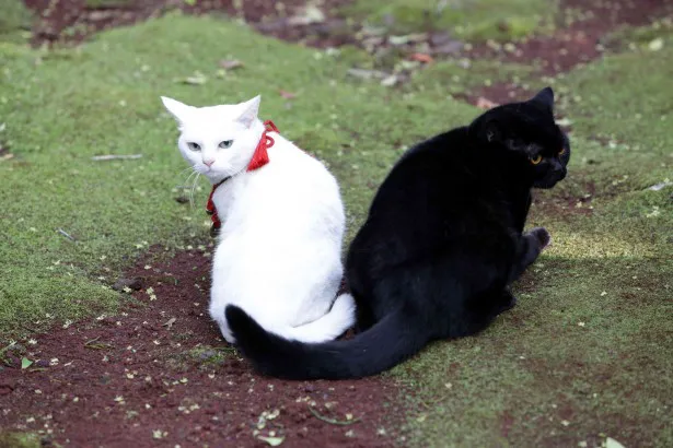 ツンデレ白猫に萌えまくり 白猫 黒猫の恋も必見だニャー 芸能ニュースならザテレビジョン