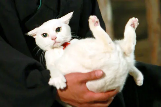 画像 ツンデレ白猫に萌えまくり 白猫 黒猫の恋も必見だニャー 3 25 Webザテレビジョン