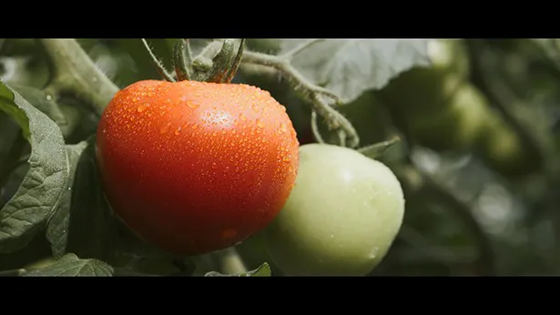熊本県はトマト生産量全国1位