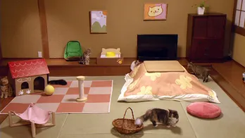 「ねこあつめ」リアル版をYouTubeでライブ配信