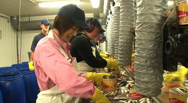 久野静香アナがスウェーデンの工場でニシンを缶詰めにする作業を体験！