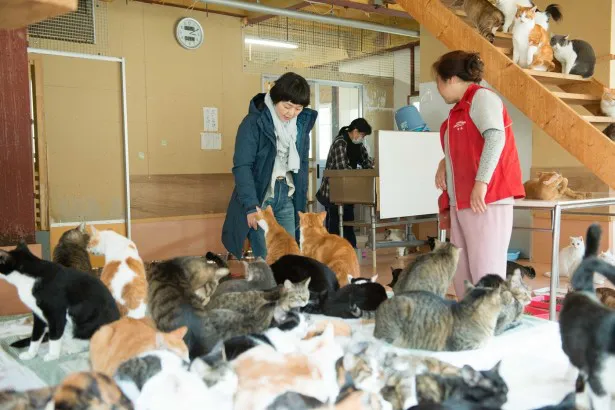 「ちばわん」「犬猫みなしご救援隊」などる動物愛護団体が必死に活動する姿も描かれる