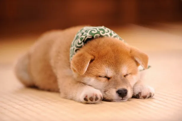 【写真を見る】柴犬の赤ちゃん・豆助の寝姿は文句なしのかわいさ！