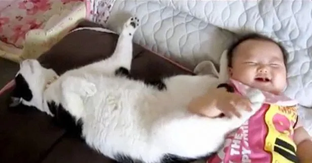 【写真を見る】赤ちゃんに対して、ネコが肉球を使ってスキンシップ!?