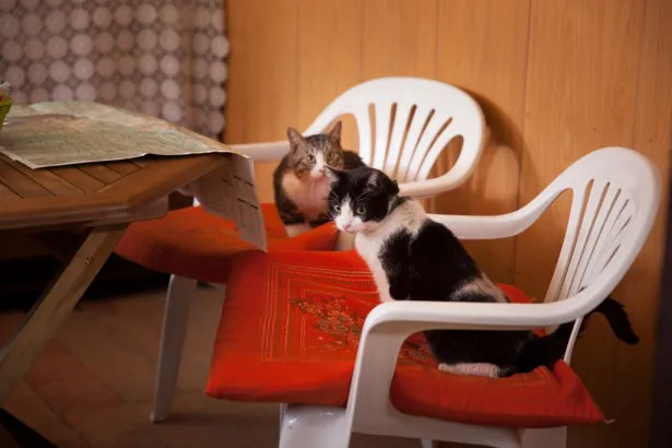 のり子ちゃんは、猫2匹とダメボクサーの実話人気マンガを基にした実写映画「猫なんかよんでもこない。」にも出演！