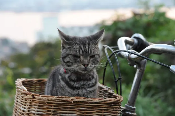 【写真を見る】自転車のかごに乗って走るシーンも落ち着いた表情でこなすキャベツ演じるパンプくん