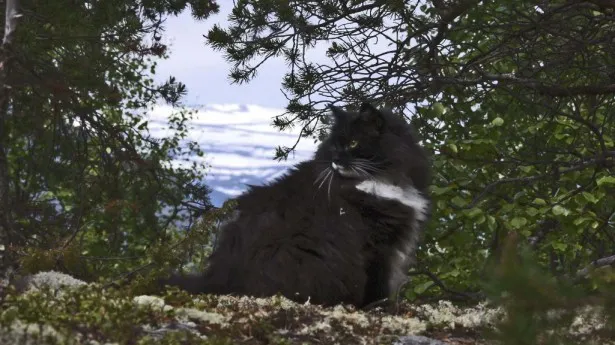 【写真を見る】モフモフ度が高い猫も登場