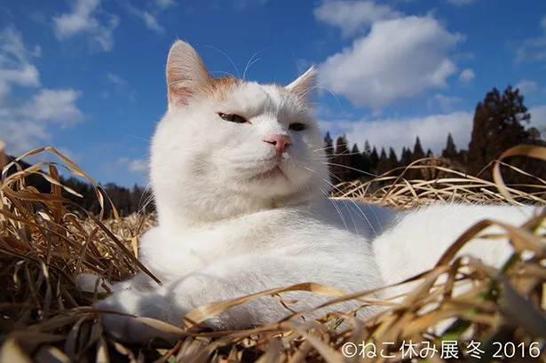 イケメン猫に激おこ猫 冬休みの猫 に密着した写真展 画像7 16 芸能ニュースならザテレビジョン