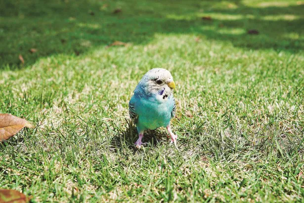 ただのインコ…と見せかけてこれも大助！