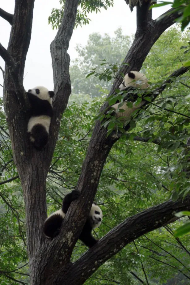 中国からは、木登りの得意な子パンダたちが登場！
