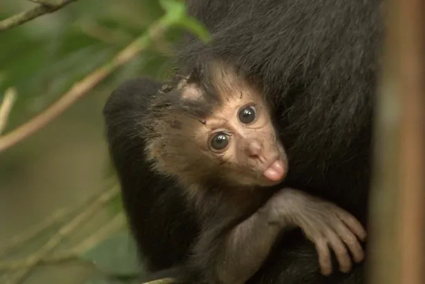 インド・スリランカにすむ、母親にしがみつくシシオザルの赤ちゃん
