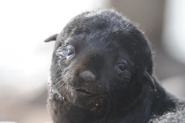 【写真を見る】あどけない表情のオットセイの赤ちゃん