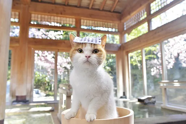 ピンクの肉球がかわい過ぎ にゃらん の温泉旅行 Webザテレビジョン