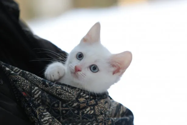 あなご同様に、真っ白の毛と青い目を持つ美しい子役ネコが出演