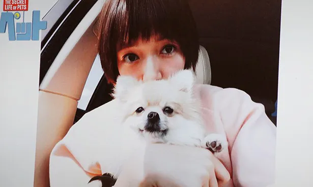 佐藤栞里が現在飼っているポメラニアンのはなちゃん