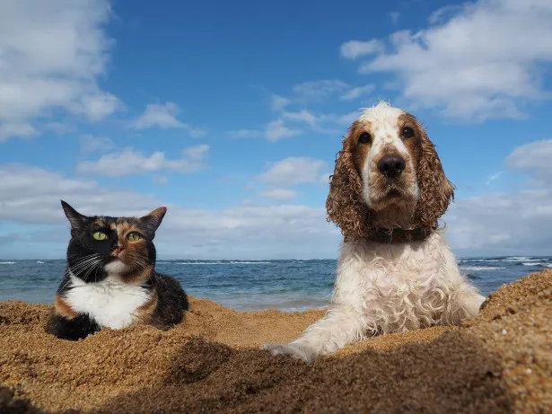 【写真を見る】海でイヌと一緒にたたずむ個性的なネコ