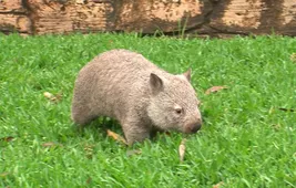 画像 シロクマにクロヒョウ 激かわ 赤ちゃんが続々 7 12 Webザテレビジョン