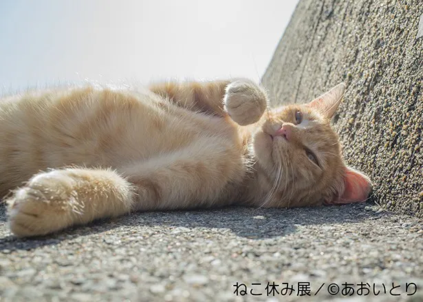 もふもふ猫写真展 札幌 千葉 大阪でも開催決定 芸能ニュースならザテレビジョン
