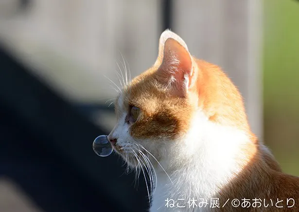 【写真を見る】鼻ちょうちんがあまりにもかわいい1枚