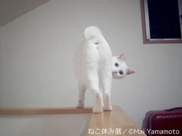 愛猫コトのおちり(お尻)にフォーカスを当てた作品