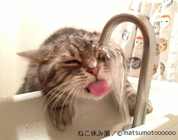 水の飲めない猫としてYouTubeでも大人気