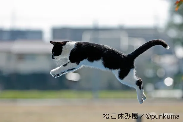 空飛ぶ猫!?