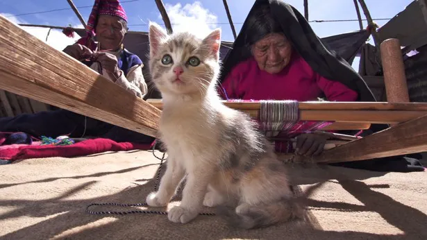 ペルーの人々と共に暮らす猫たち