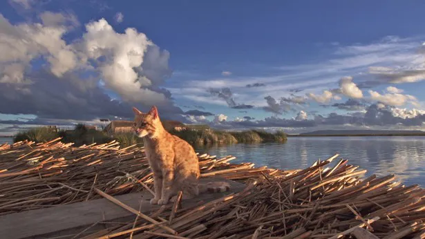 ティティカカ湖にある、ヨシを重ね合わせた浮島で佇む猫