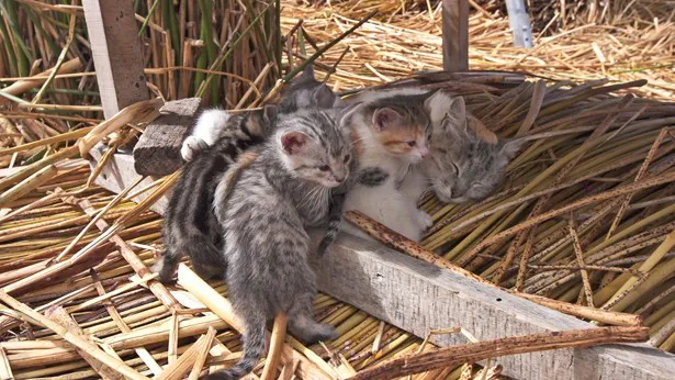 ヨシを重ねた浮島で暮らす猫の親子