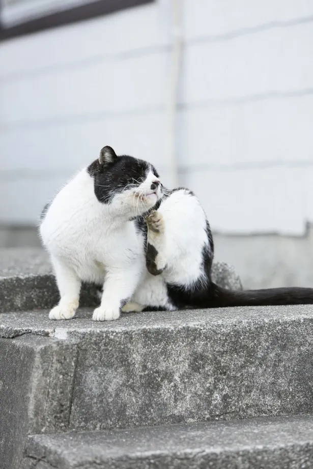 動物のプロ直伝 激かわニャンコ撮影術 Webザテレビジョン