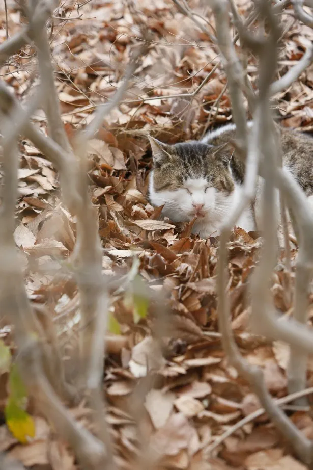 枯れ葉にすっぽり埋まったネコを発見