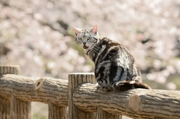 「グーグーだって猫である2」のグーグーと桜のコラボレーション(1)