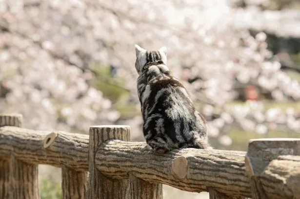 「グーグーだって猫である2」のグーグーと桜のコラボレーション(2)