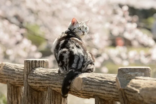「グーグーだって猫である2」のグーグーと桜のコラボレーション(4)