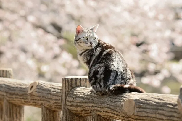 「グーグーだって猫である2」のグーグーと桜のコラボレーション(6)