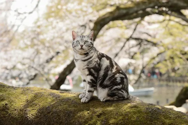 「グーグーだって猫である2」のグーグーと桜のコラボレーション(9)