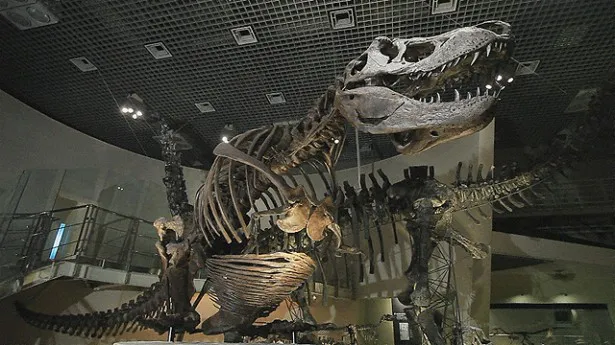 「どうしても科博では展示のできない巨大生物の標本」の展示できない理由が、感動を呼ぶ