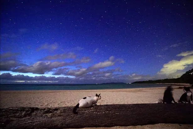 竹富島のネコが見せる夜の姿とは