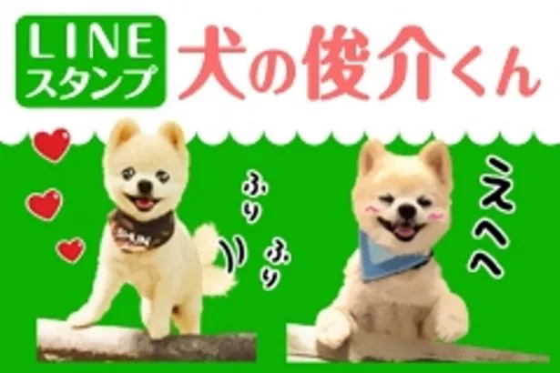 犬の俊介くん がキュート過ぎるlineスタンプに Webザテレビジョン