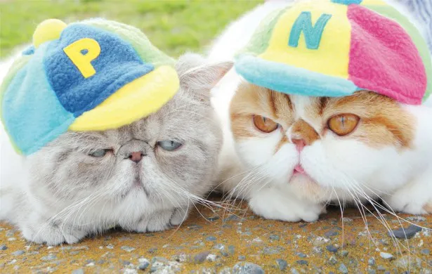 人気沸騰中のエキゾチックショートヘアの猫2匹・Niko＆Pokoが「贈るコトバ ～猫 Rap ver.～ feat. 猫ひろし、ニャンニャン合唱団」に参加！