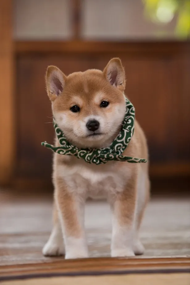 ことし9月いっぱいで役目を終える「和風総本家」の看板犬・17代目豆助